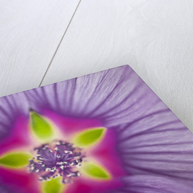 Close-up of purple Lavatera Flower, full frame by Assaf Frank